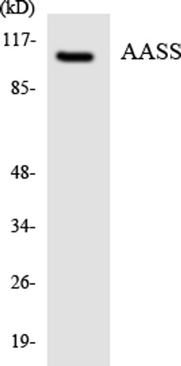 Western blot analysis of the lysates from COLO205 cells using AASS antibody.