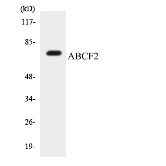 Western blot analysis of the lysates from HepG2 cells using ABCF2 antibody.