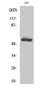 Western blot analysis of various cells using ACTR-IB Polyclonal Antibody diluted at 1:1000 STJ91471