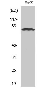 Western blot analysis of various cells using ADAR2 polyclonal antibody on cells' nuclei extracted by Minute™ STJ91484