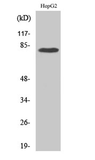 Western blot analysis of 293 cells using Adducin Gamma Polyclonal Antibody