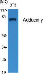 Western blot analysis of various cells using Adducin γ Polyclonal Antibody STJ91492