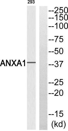 Western blot analysis of ANXA1 Antibody. The lane on the right is blocked with the ANXA1 peptide.
