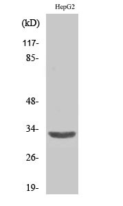 Western blot analysis of various cells using ANT3 Polyclonal Antibody diluted at 1:2000 STJ91606