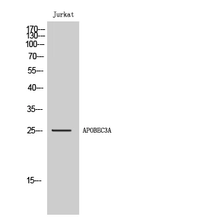 Western Blot analysis of Jurkat cells using APOBEC3A Polyclonal Antibody STJ91635