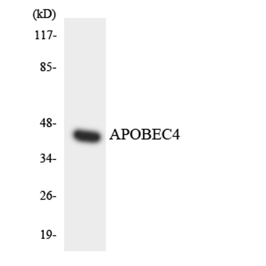 Western blot analysis of the lysates from HT-29 cells using APOBEC4 antibody.