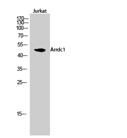 Western blot analysis of Jurkat cells using Arrdc1 Polyclonal Antibody diluted at 1：1000
