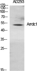 Western blot analysis of various cells using Arrdc1 polyclonal antibody diluted at 1:1000 STJ91703