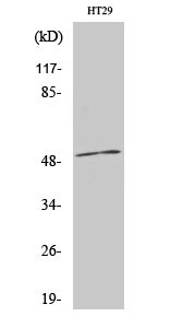 Western blot analysis of various cells using AR-β1 polyclonal antibody STJ91724