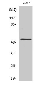 Western blot analysis of various cells using Aven polyclonal antibody STJ91787