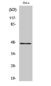 Western blot analysis of various cells using AW-1 polyclonal antibody STJ91790