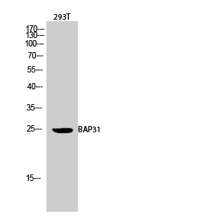 Western blot analysis of 293T cells using BAP31 Polyclonal Antibody diluted at 1：2000