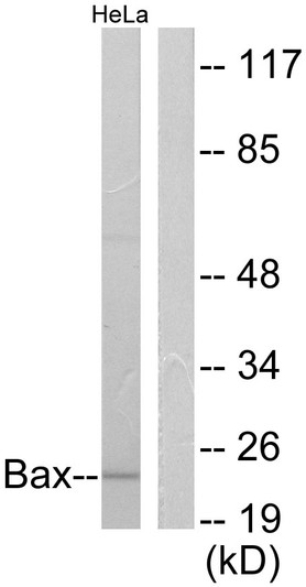 Western blot analysis of lysates from HeLa cells, using Bax Antibody. The lane on the right is blocked with the synthesized peptide.