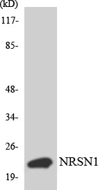 Western blot analysis of the lysates from HepG2 cells using BCA3 antibody.