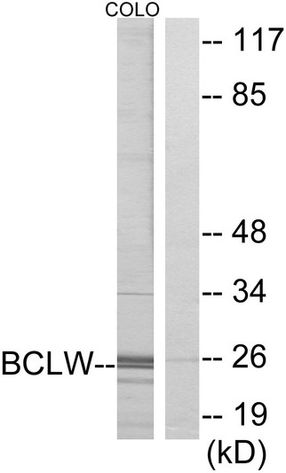 Western blot analysis of lysates from COLO cells, using BCLW Antibody. The lane on the right is blocked with the synthesized peptide. Western blot analysis of lysates from COLO cells, using BCLW Antibody. The lane on the right is blocked with the synthesized peptide.