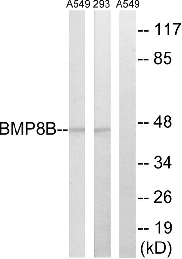 Western blot analysis of lysates from 293 and A549 cells, using BMP8B Antibody. The lane on the right is blocked with the synthesized peptide.