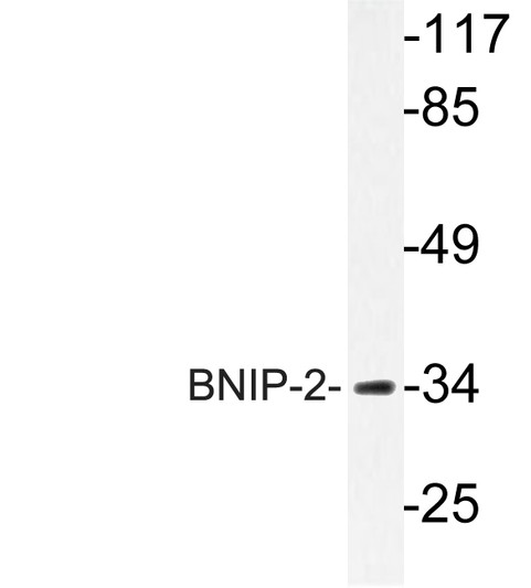 Western blot analysis of lysate from Jurkat cells, using BNIP-2 antibody.