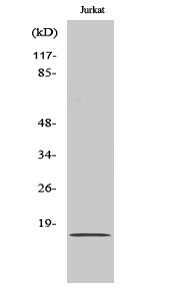 Western Blot analysis of various cells using BUD31 Polyclonal Antibody on cells nucleus extracted by Minute™ STJ91915