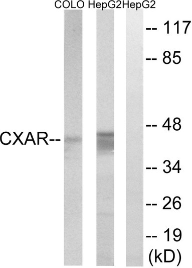 Western blot analysis of lysates from HepG2 and COLO cells, using CXADR Antibody. The lane on the right is blocked with the synthesized peptide.