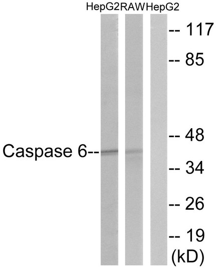 Western blot analysis of lysates from HepG2 and RAW264.7 cells, using Caspase 6 Antibody. The lane on the right is blocked with the synthesized peptide.