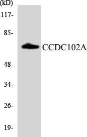 Western blot analysis of the lysates from HepG2 cells using CCDC102A antibody.