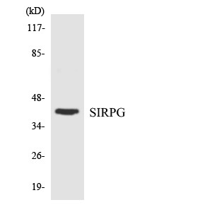 Western blot analysis of the lysates from RAW264.7cells using SIRPG antibody.