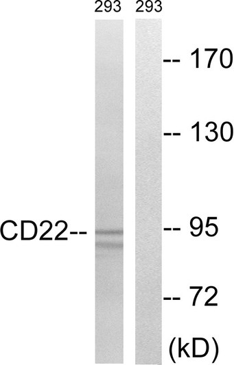 Western blot analysis of lysates from 293 cells, treated with Ca2+ 40nM 30', using BL-CAM Antibody. The lane on the right is blocked with the synthesized peptide.