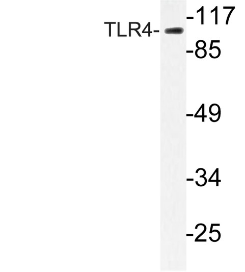 Western blot analysis of lysate from HeLa cells, using TLR4 antibody.