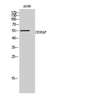 Western Blot analysis of A549 cells using CD3EAP Polyclonal Antibody on cells' nuclei extracted by Minute™ Cytoplasmic STJ92124