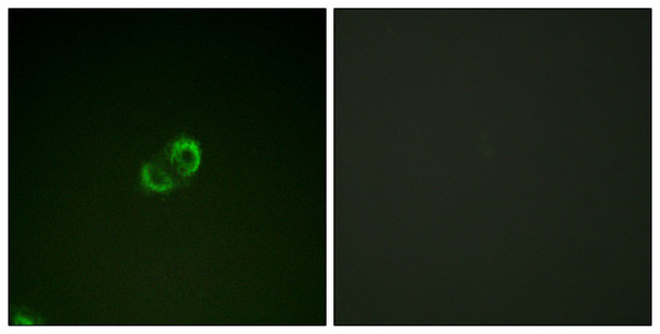 Immunofluorescence analysis of A549 cells, using CD50/ICAM-3 Antibody. The picture on the right is blocked with the synthesized peptide.