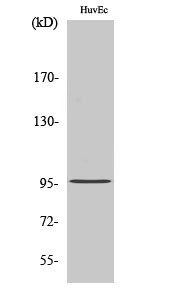 Western blot analysis of various cells using Cdc27 polyclonal antibody STJ92167