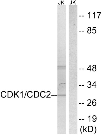 Western blot analysis of lysates from HepG2 cells, treated with Forskolin 40nM 30', using CDK1/CDC2 Antibody. The lane on the right is blocked with the synthesized peptide.