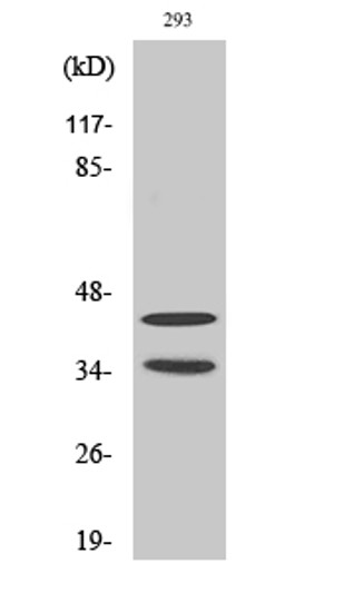 Western blot analysis of 293 cells using Cdk10 Polyclonal Antibody diluted at 1：500