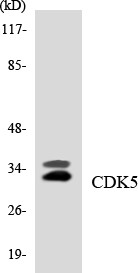 Western blot analysis of the lysates from HUVECcells using CDK5 antibody.