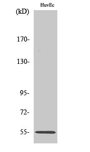Western Blot analysis of various cells using c-Fgr Polyclonal Antibody STJ92240