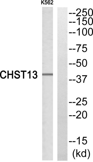 Western blot analysis of CHST13 Antibody. The lane on the right is blocked with the CHST13 peptide.