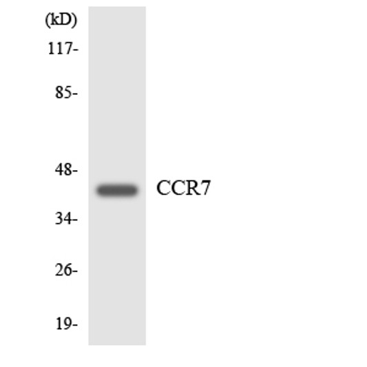 Western blot analysis of the lysates from HeLa cells using CCR7 antibody. Western blot analysis of the lysates from HeLa cells using CCR7 antibody.