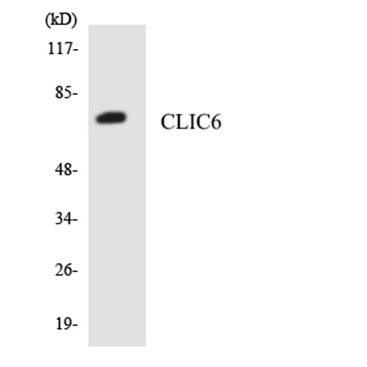 Western blot analysis of the lysates from HepG2 cells using CLIC6 antibody.
