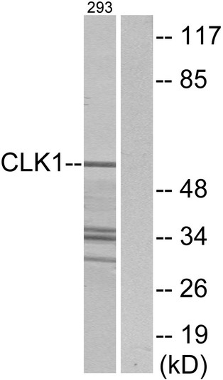 Western blot analysis of lysates from 293 cells, using CLK1 Antibody. The lane on the right is blocked with the synthesized peptide.