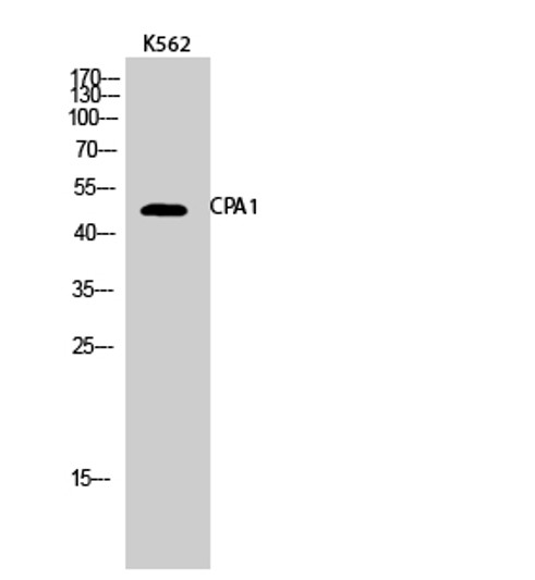 Western blot analysis of K562 cells using CPA1 Polyclonal Antibody Western blot analysis of K562 cells using CPA1 Polyclonal Antibody