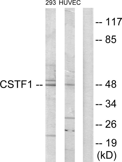 Western blot analysis of lysates from HUVEC and 293 cells, using CSTF1 Antibody. The lane on the right is blocked with the synthesized peptide.