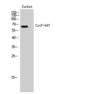 Western blot analysis of Jurkat cells using CstF-64T polyclonal antibody, with cell nucleus extracted by Minute™ STJ92511
