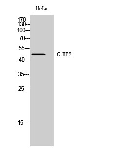 Western Blot analysis of HeLa cells using CtBP2 Polyclonal Antibody. Cells nucleus extracted by Minute™ Cytoplasmic and STJ92514