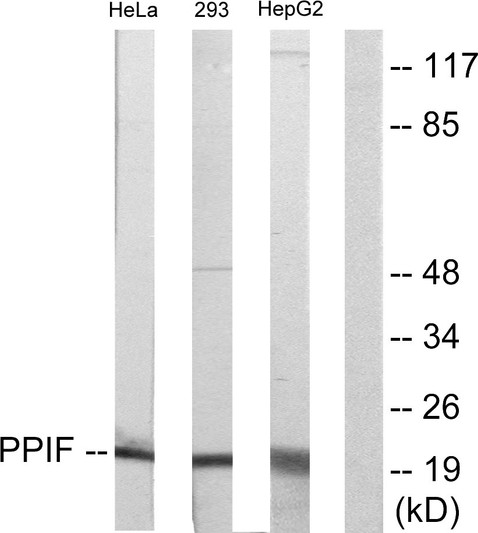 Western blot analysis of lysates from HepG2, HeLa, and 293 cells, using PPIF Antibody. The lane on the right is blocked with the synthesized peptide.