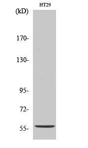 Western blot analysis of various cells using CYP2B6 polyclonal antibody STJ92574
