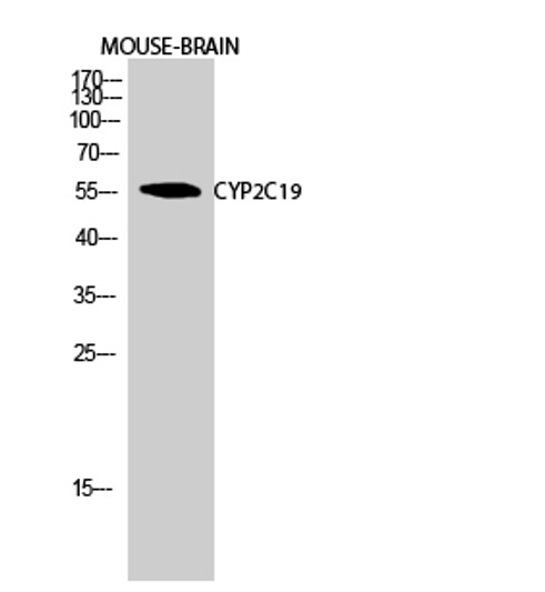 Western blot analysis ofmouse braincells using CYP2C19 Polyclonal Antibody diluted at 1：1000