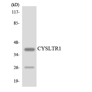 Western blot analysis of the lysates from HT-29 cells using CYSLTR1 antibody.