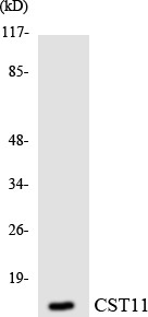 Western blot analysis of the lysates from Jurkat cells using CST11 antibody.