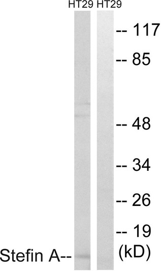 Western blot analysis of lysates from HT29 cells, using Stefin A Antibody. The lane on the right is blocked with the synthesized peptide. Western blot analysis of lysates from HT29 cells, using Stefin A Antibody. The lane on the right is blocked with the synthesized peptide.