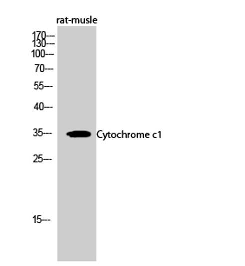 Western blot analysis of rat-musle cells using Cytochrome c1 Polyclonal Antibody diluted at 1：500